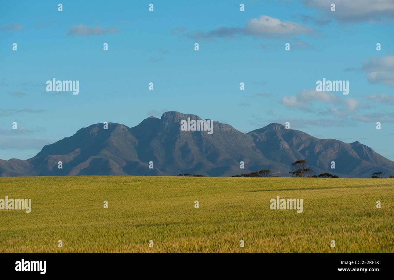 Bluff Knoll, Stirling Ranges with field in foreground Stock Photo