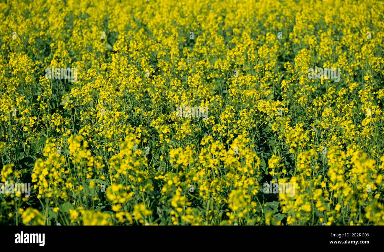 Field of yellow Canola plant flowers in Western Australia Stock Photo