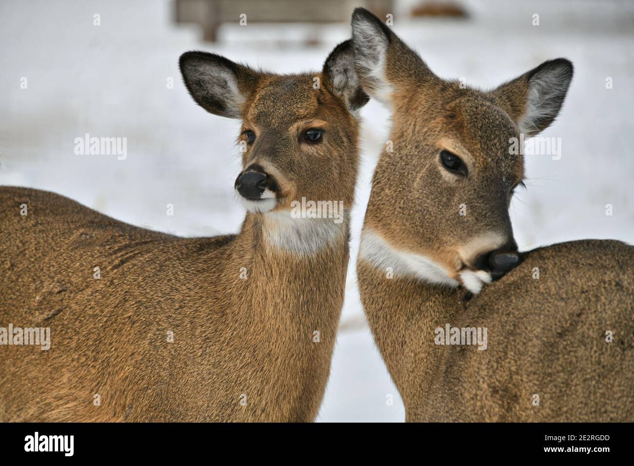 Mother and last springs baby deer on a snowy winters day, in Thunder Bay, Ontario, Canada. Stock Photo