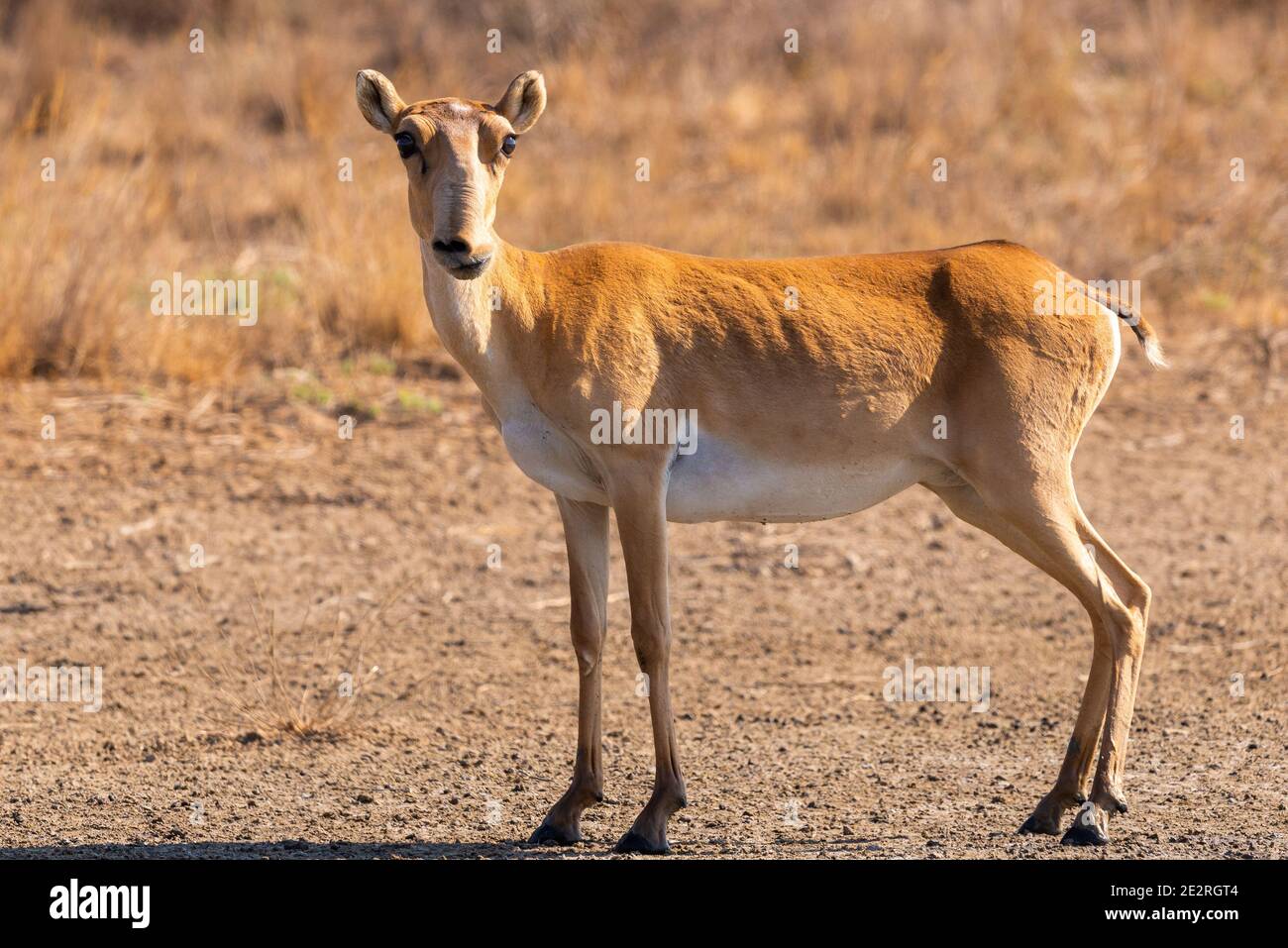 Wild female Saiga antelope or Saiga tatarica in steppe. Federal nature