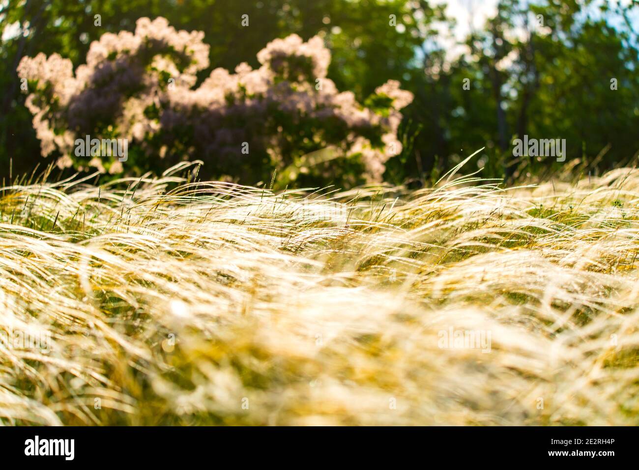 Stipa Feather Grass or Grass Needle Nassella tenuissima in golden sunset light. Stock Photo