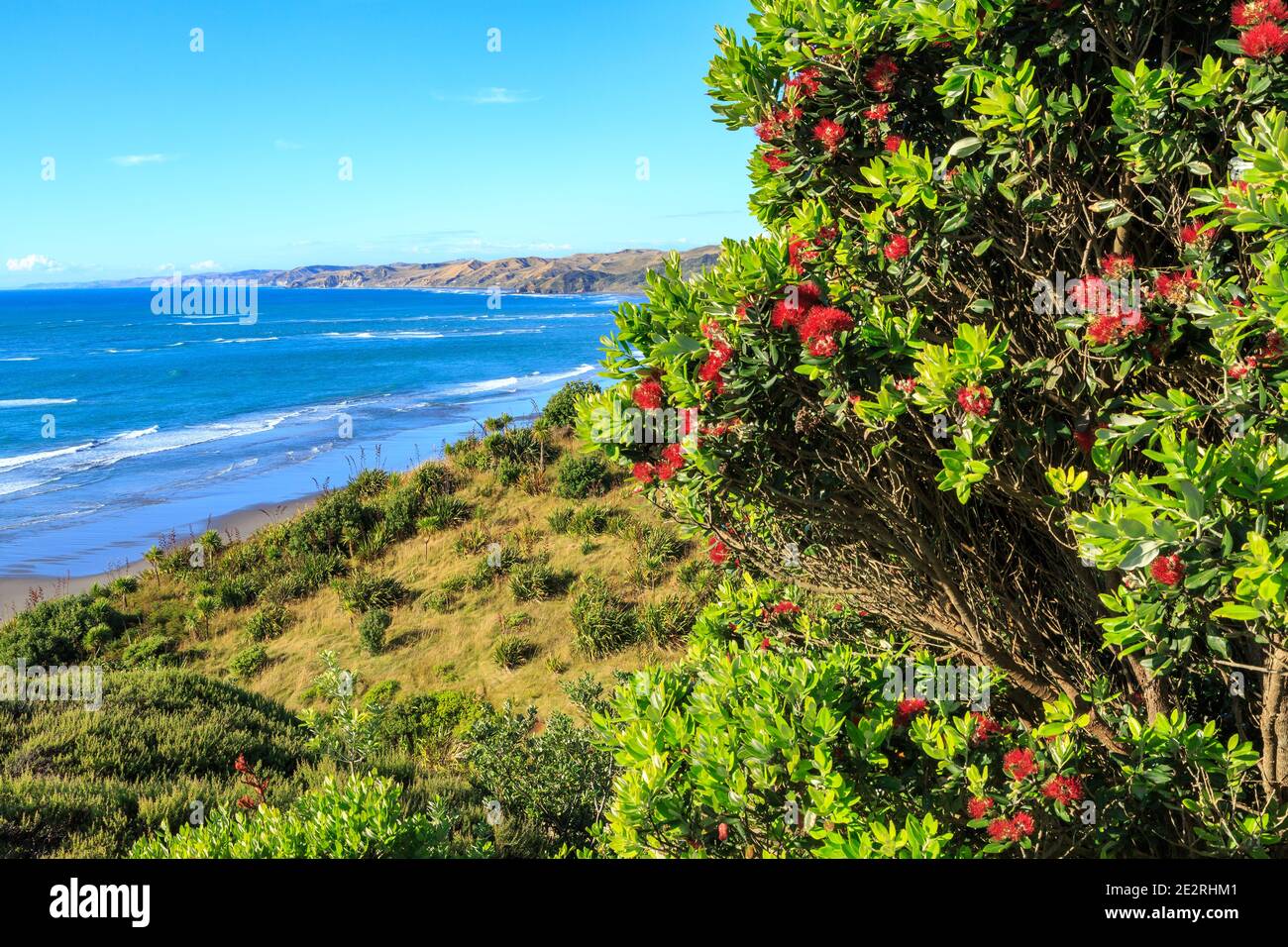 Coastline at Ngarunui Beach, near Raglan, New Zealand. In the foreground is a pohutukawa tree with red summer blossoms Stock Photo