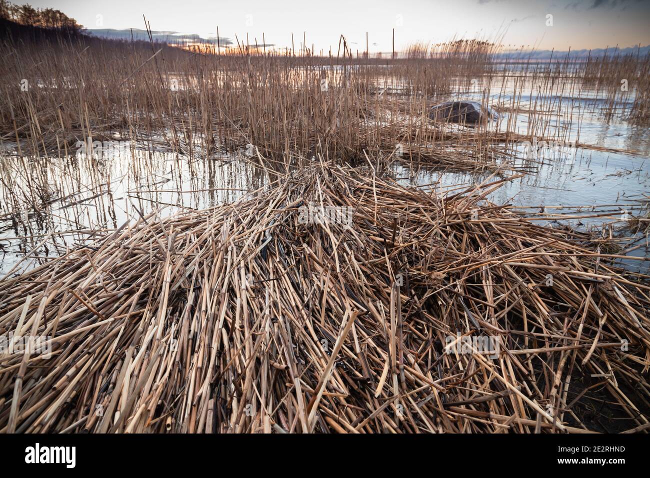 Shore water and pile dry coastal reed, coastal landscape. Gulf of Finland, Russia Stock Photo