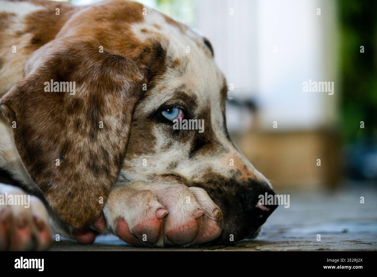 Perro animal cachorro mascotas hires stock photography and images Alamy