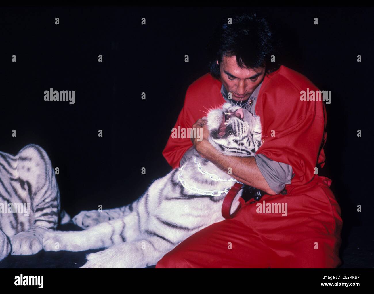 The Video Of Roy Horn Tiger Attack Siegfried And Roy Tiger Attack Footage