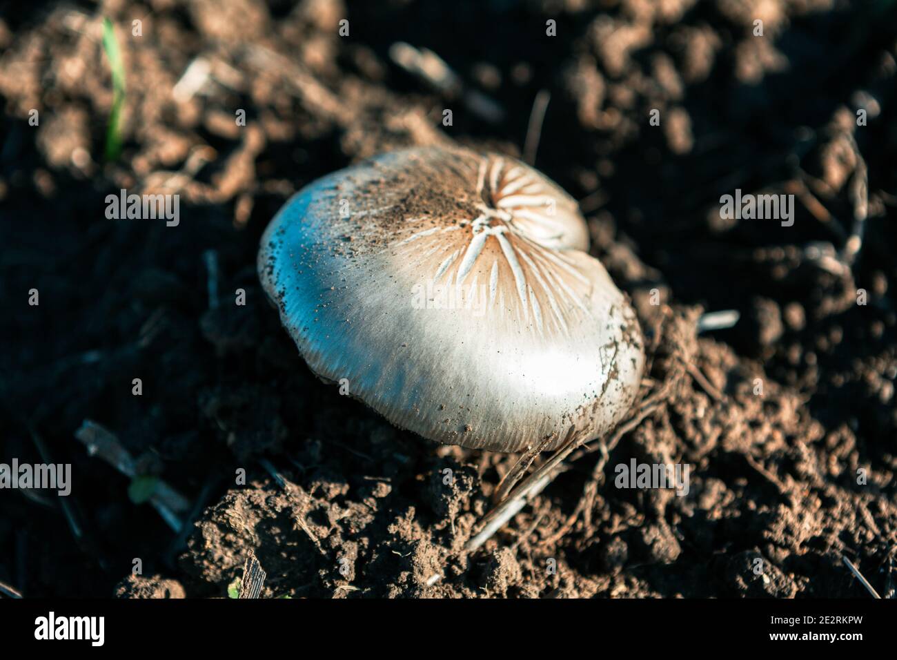 Uncultivated mushroom growing in the forest Stock Photo