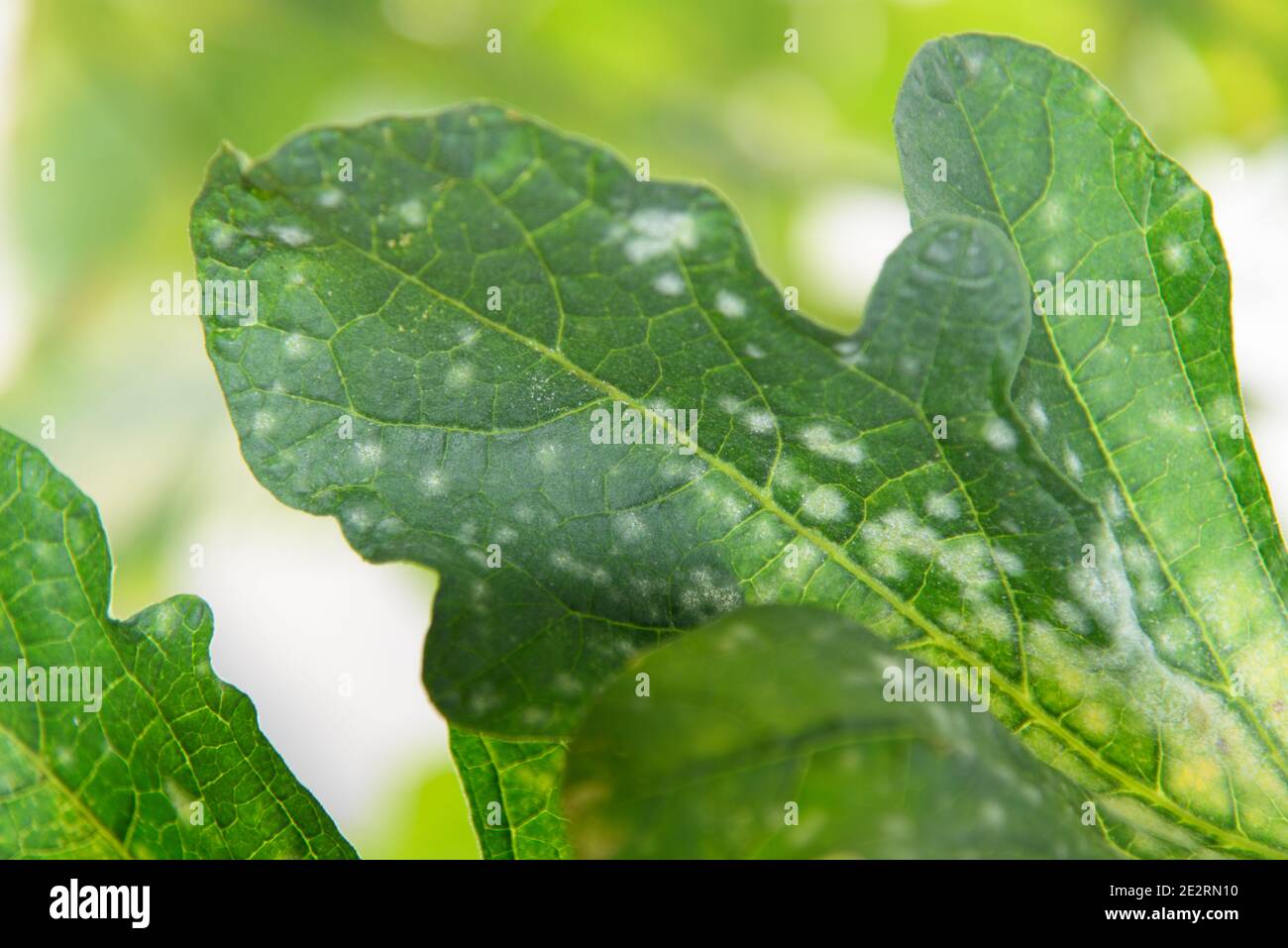 Melon green leaf has Destroyed by Powdery mildew of melon Stock Photo