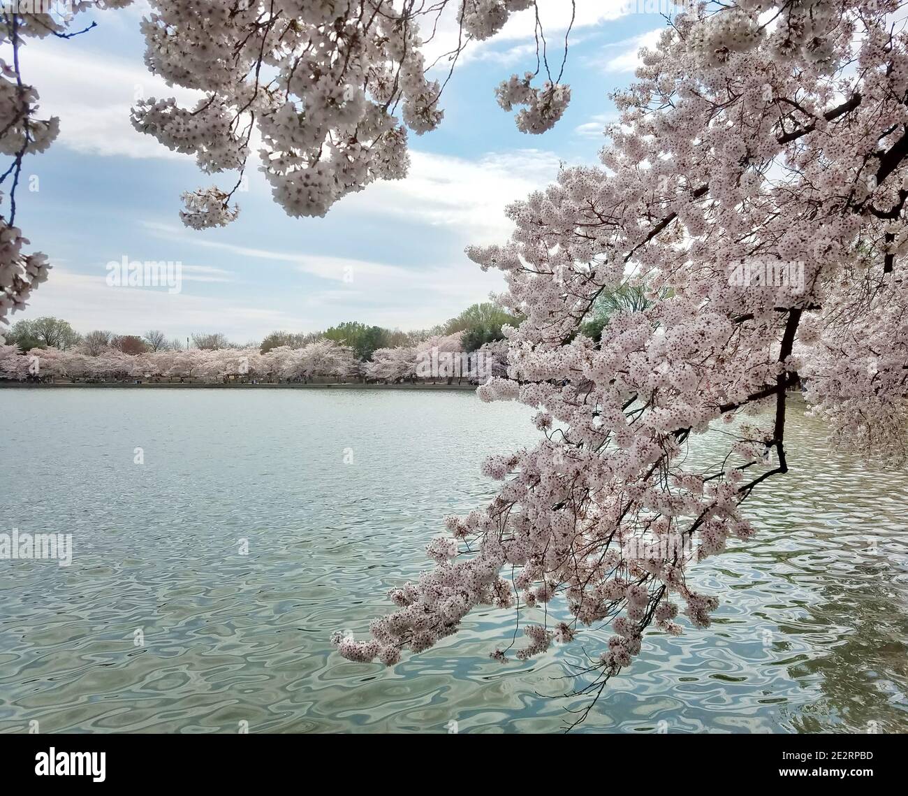 Cherry blossom tree by the Tidal Basin Stock Photo - Alamy