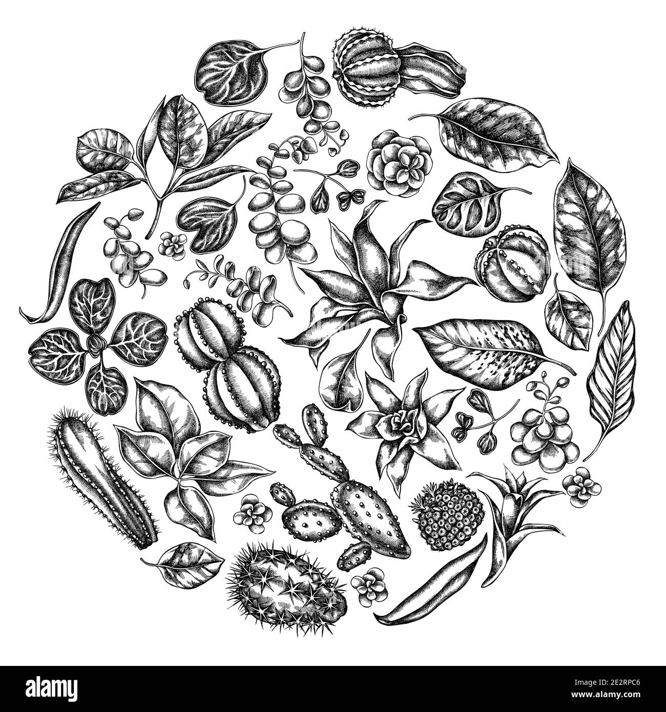 Round floral design with black and white ficus, iresine, kalanchoe, calathea, guzmania, cactus Stock Vector