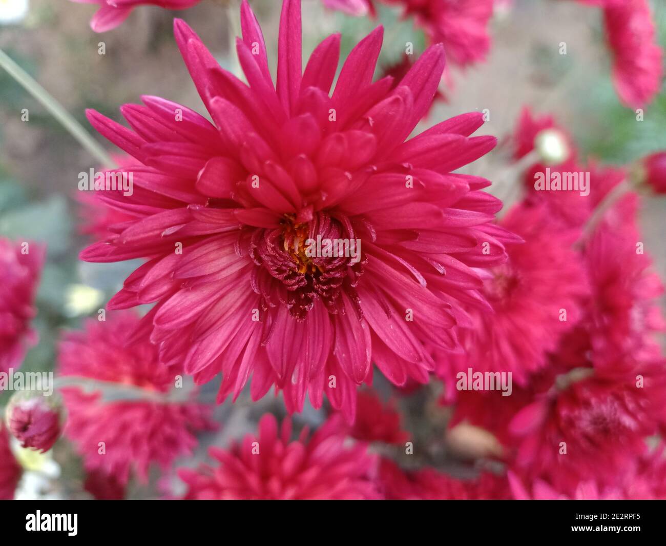 Elegance Zinnia Flowers. Nature Color  Background Stock Photo