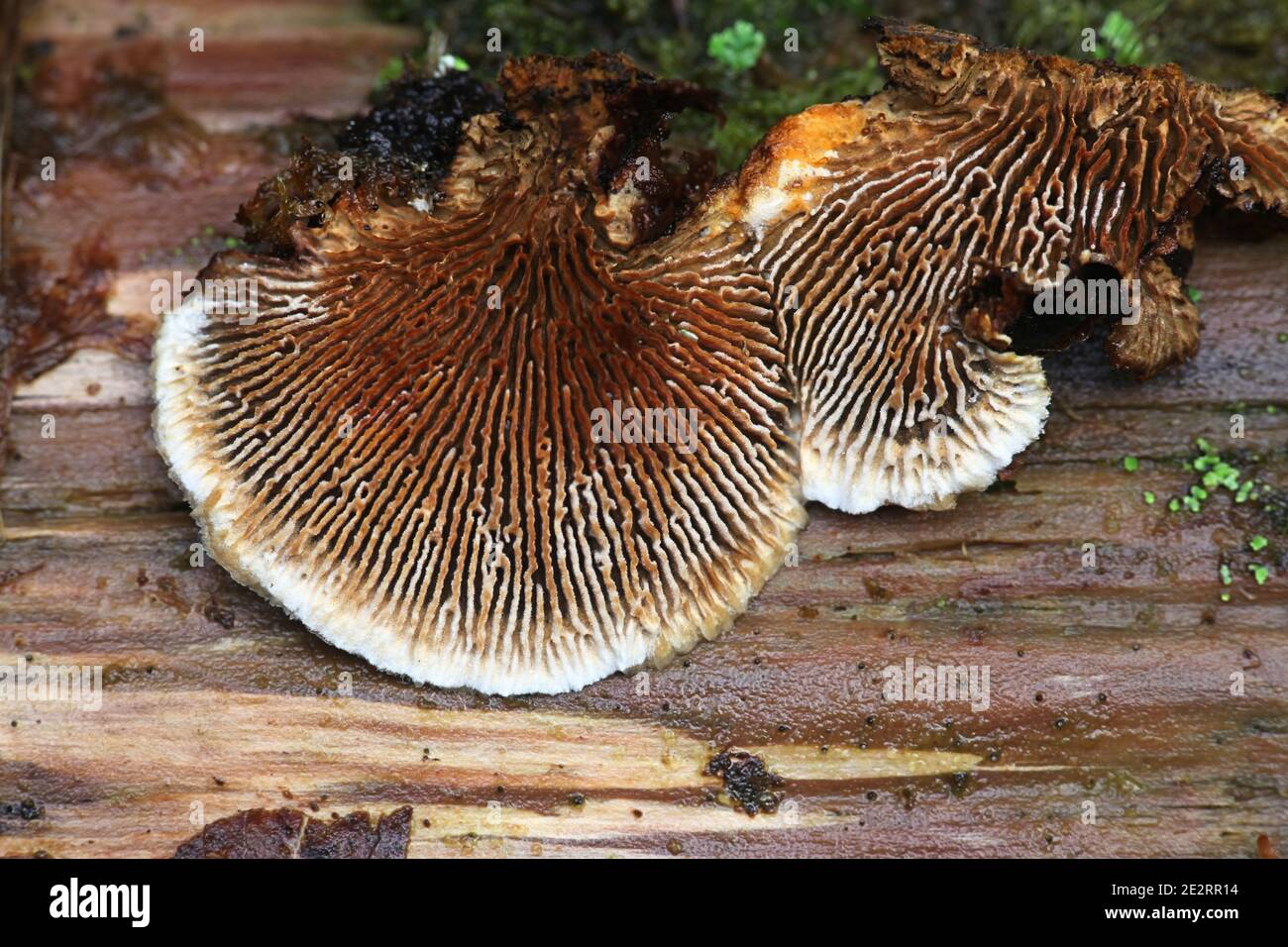 Gloeophyllum sepiarium, rusty gilled polypore, bracket fungus from Finland Stock Photo