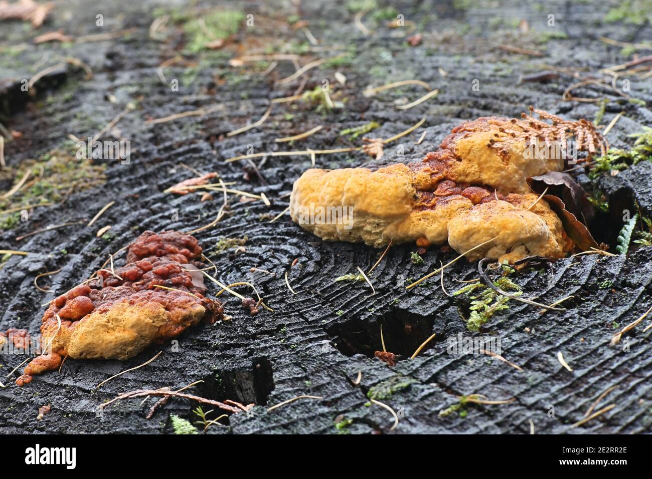 Gloeophyllum odoratum, known as the  Anise Mazegill and Brown Rot Fungus, a polypore from Finland Stock Photo