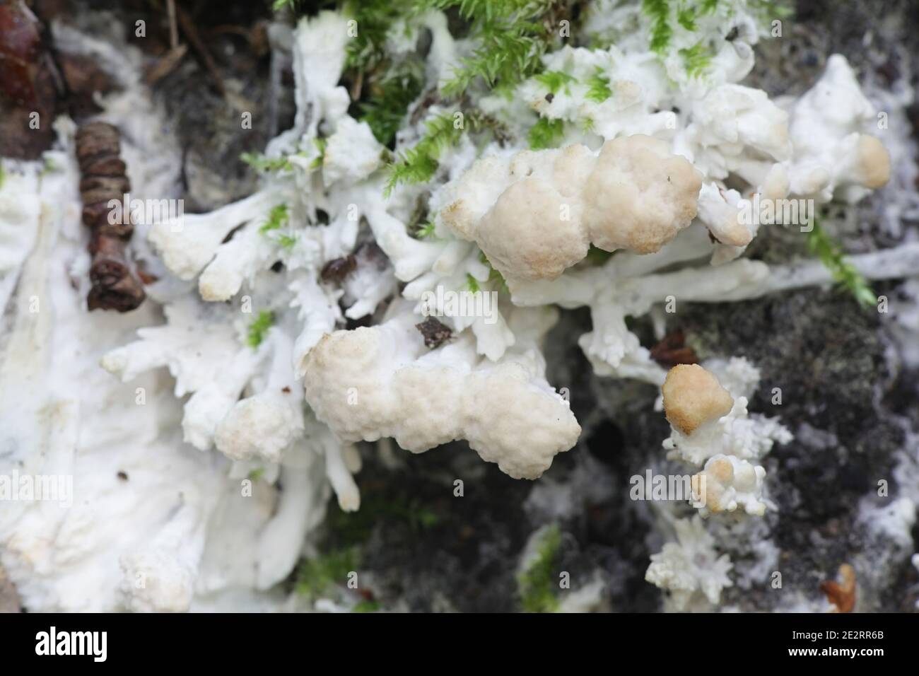 Sebacina incrustans, known as enveloping crust, wild fungus from Finland Stock Photo