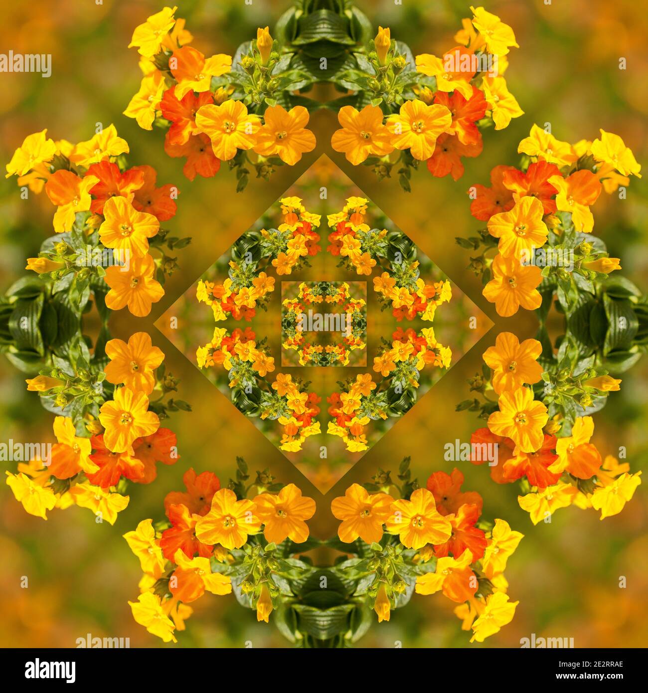 Kaleidoscope flowers hi-res stock photography and images - Alamy