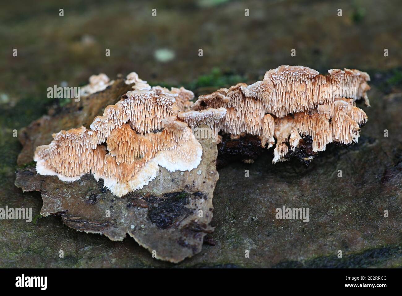 Steccherinum ochraceum, known as ochre spreading tooth, wild fungus from Finland Stock Photo