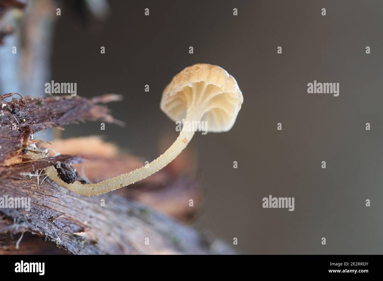 Mycena clavata, also called Phloeomana clavata, known as bark bonnet, wild mushroom from Finland Stock Photo