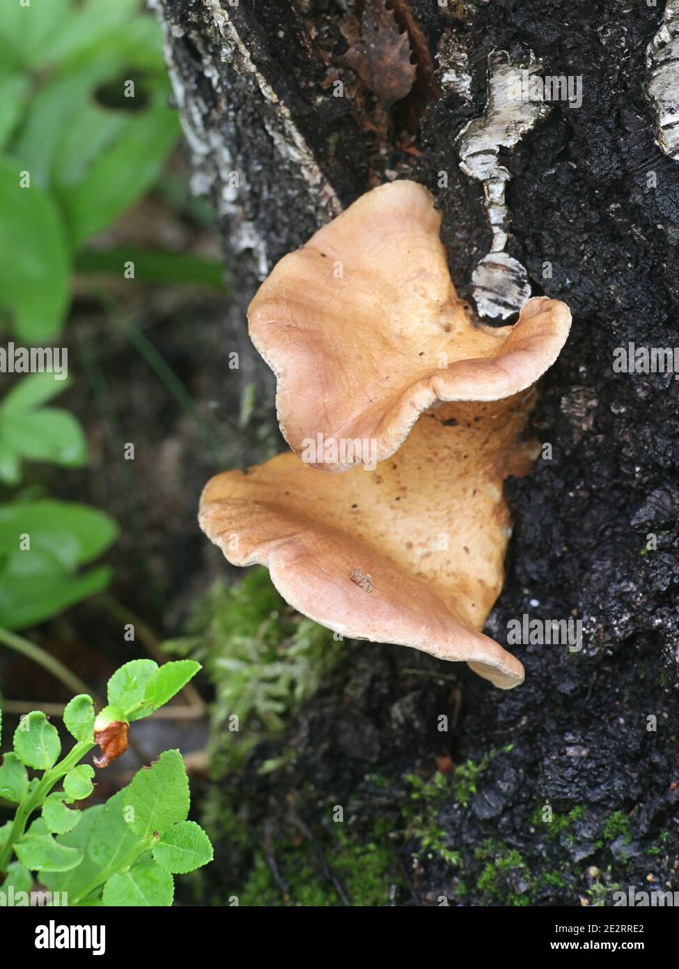 Lentinus conchatus, also called Panus conchatus, commonly known as the lilac oysterling, wild mushroom from Finland Stock Photo