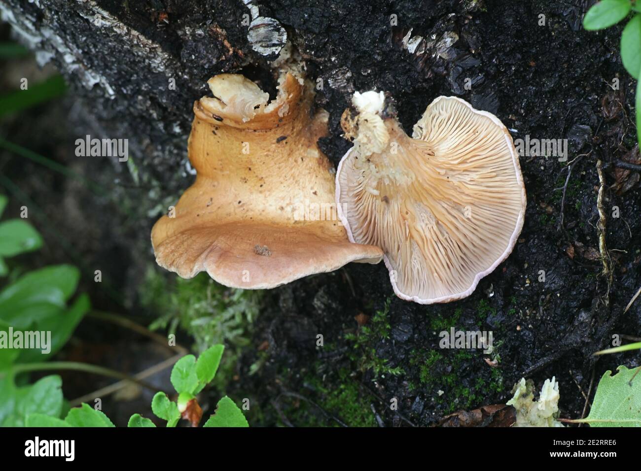 Lentinus conchatus, also called Panus conchatus, commonly known as the lilac oysterling, wild mushroom from Finland Stock Photo