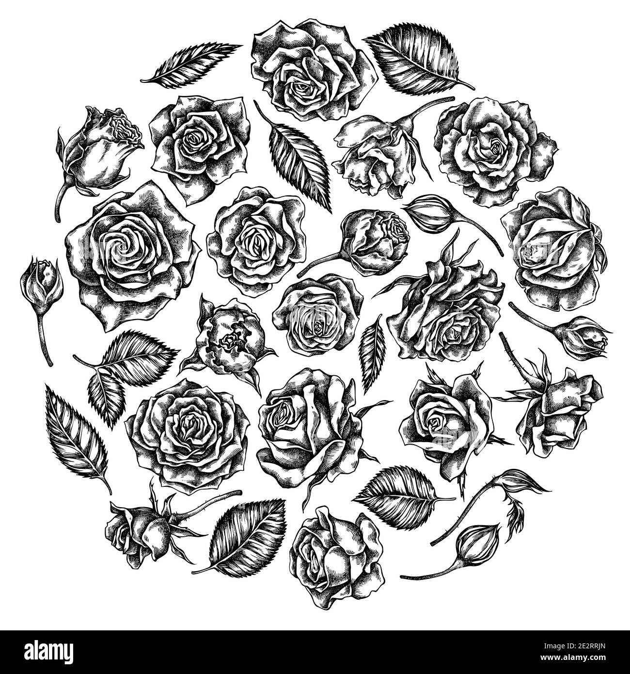Round floral design with black and white roses Stock Vector Image & Art ...