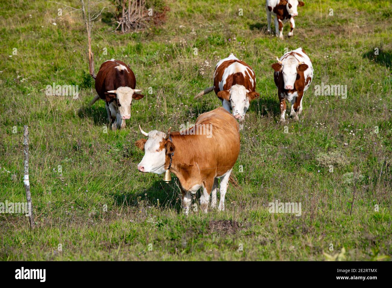 A herd of cows graze the grass in the meadow. Flock of cattle. Mountain ...