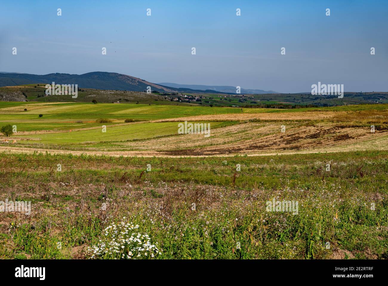 Beautiful wild meadow in Uvac, Serbia. Stock Photo