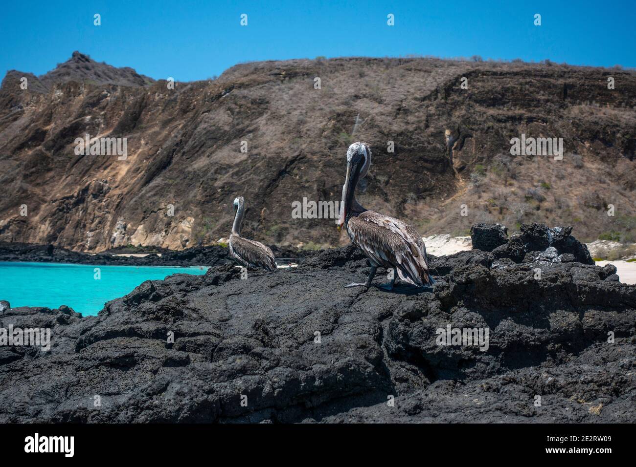 Pelican on the rock in Galapagos ıslands. Stock Photo