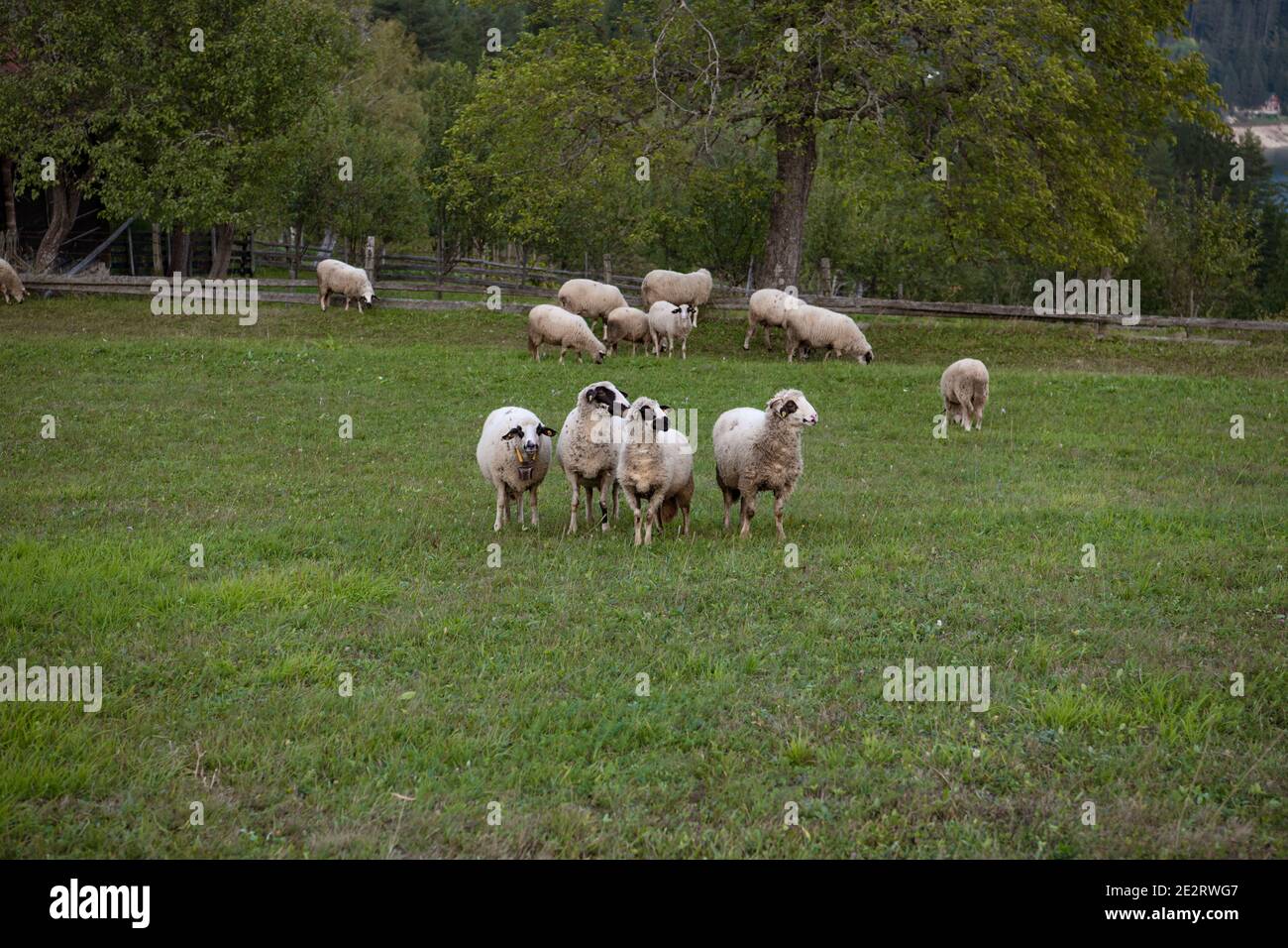 A flock of sheep grazing on the grass, on meadow. Stock Photo