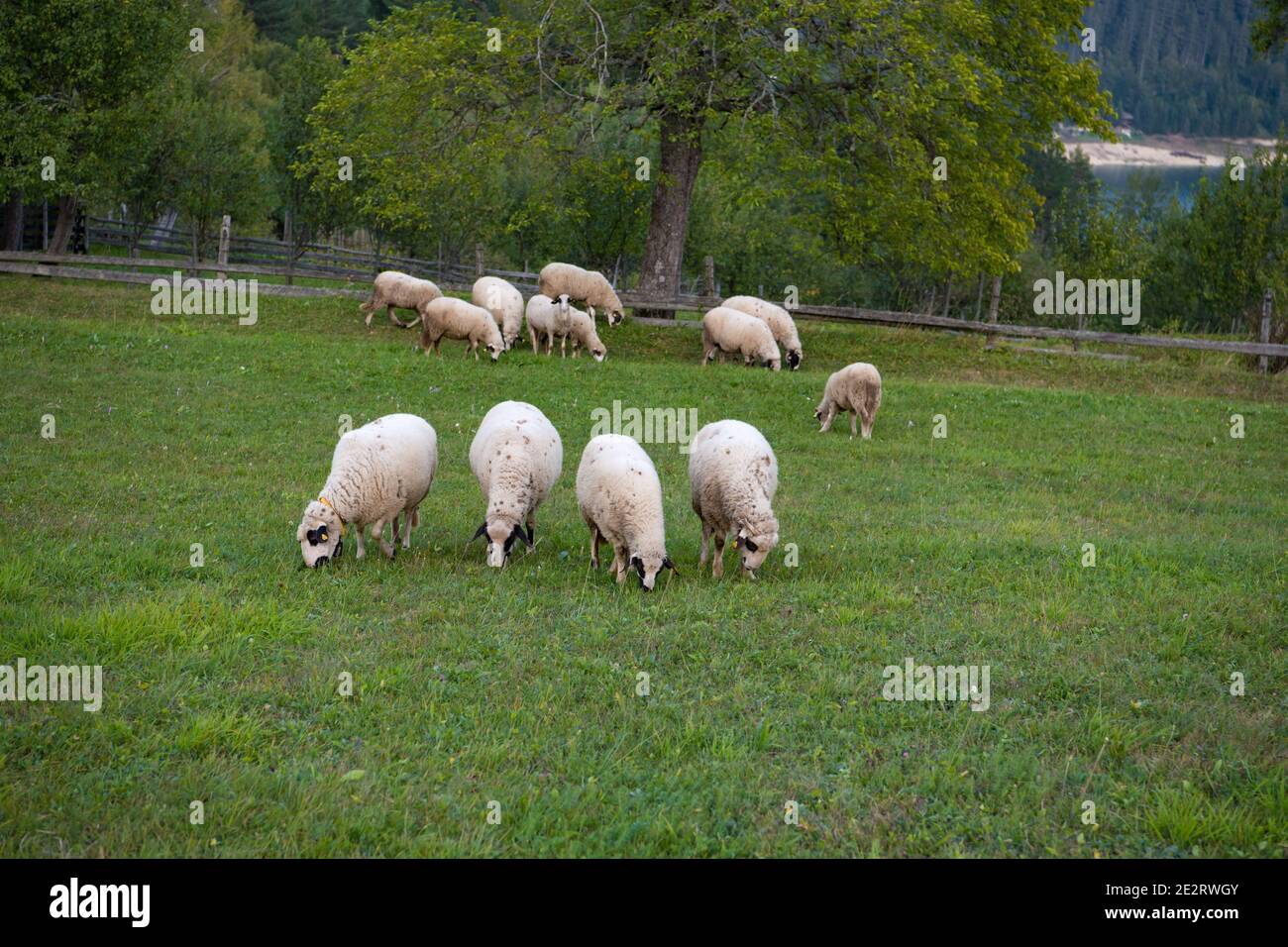 Herd sheep grazing on green hi-res stock photography and images - Alamy