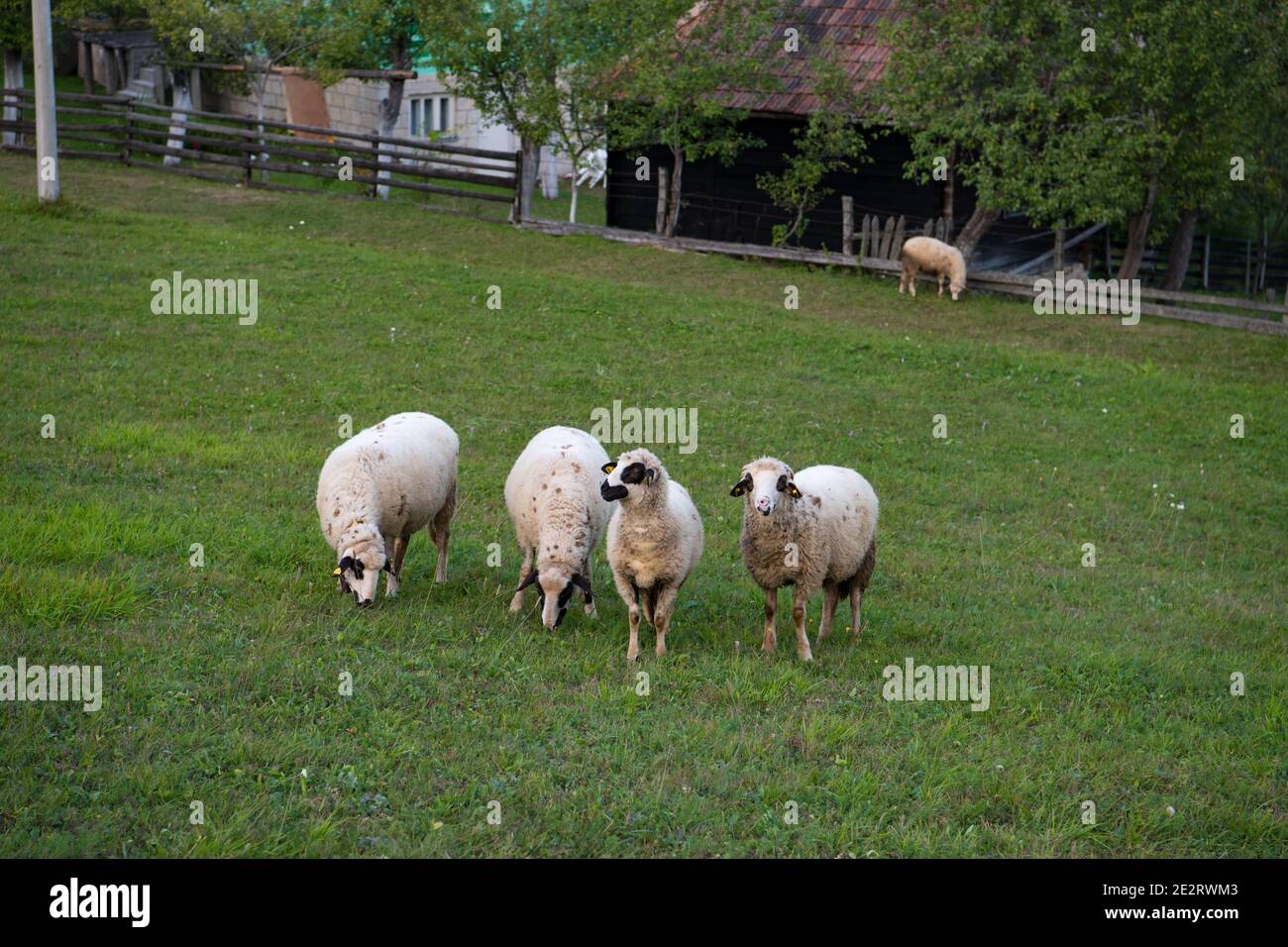 A flock of sheep grazing on the grass, on meadow. Stock Photo