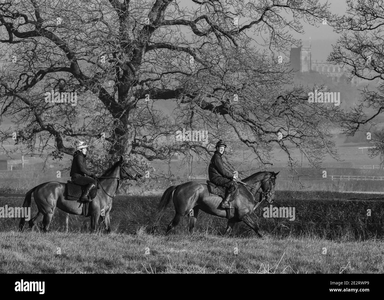 Racehorse in Black & White Stock Photo