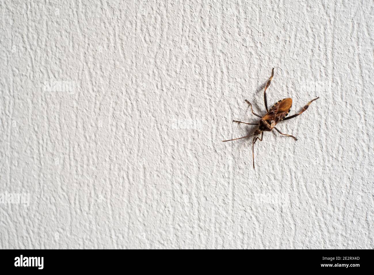 Bug crawling on rough wall Stock Photo - Alamy