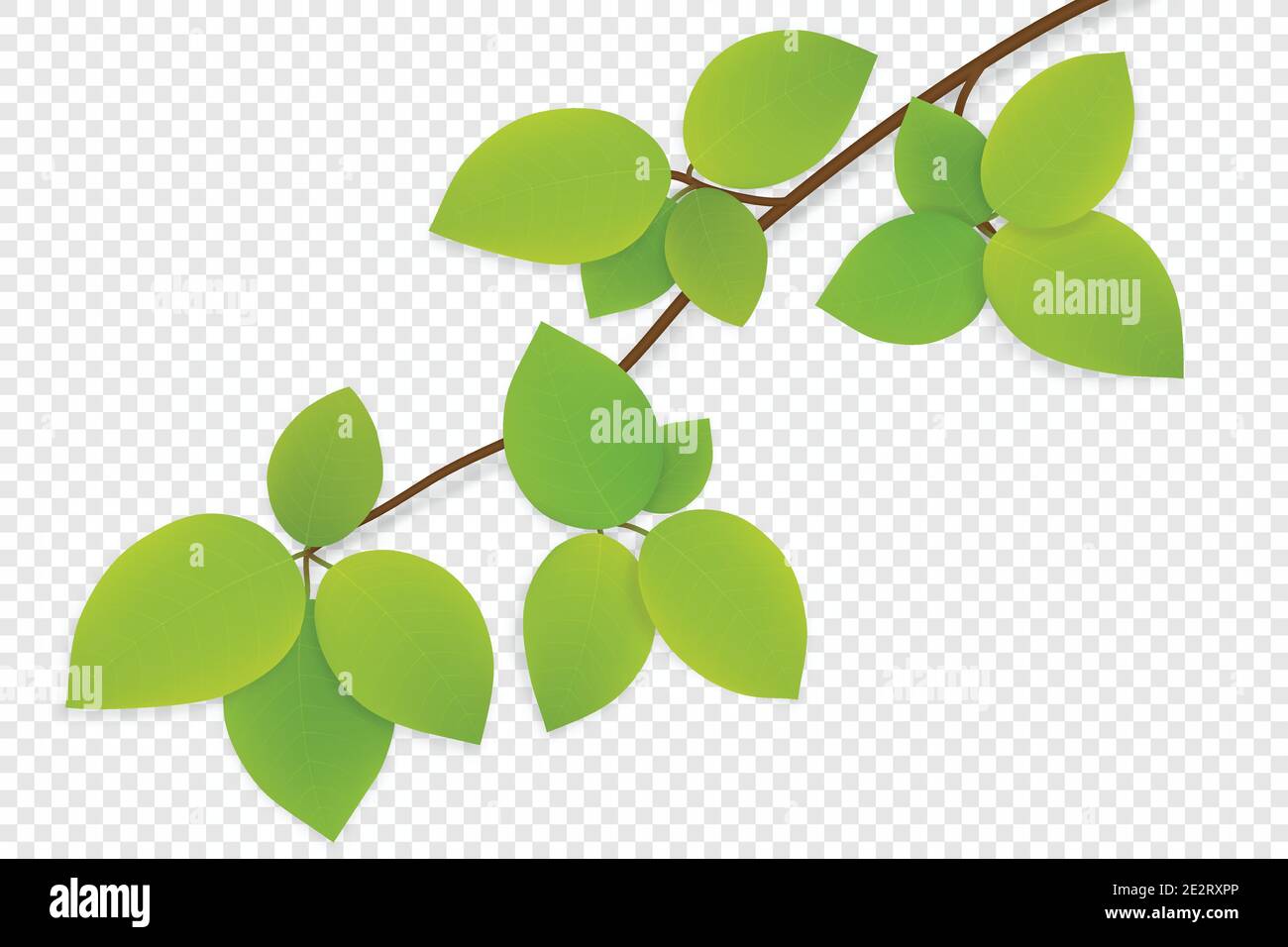 Vector green leaves on tree branch isolated on transparent background ...