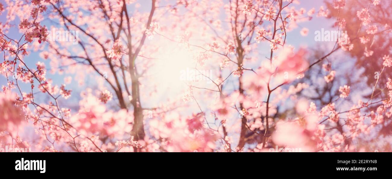 Cherry blossom sakura twigs hi-res stock photography and images - Alamy