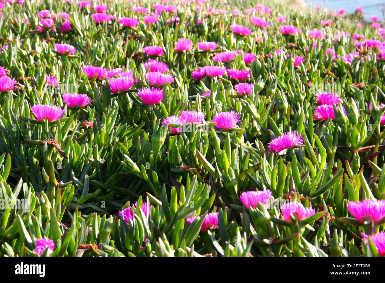 Bright pink flowers Sally-my-handsome plant (Carpobrotus acinaciformis) also known as a Hottentot Fig-marigold, Giant Pigface, Sea Fig, or Sour Fig Stock Photo