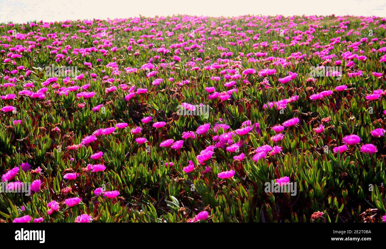 Bright pink flowers Sally-my-handsome plant (Carpobrotus acinaciformis) also known as a Hottentot Fig-marigold, Giant Pigface, Sea Fig, or Sour Fig Stock Photo