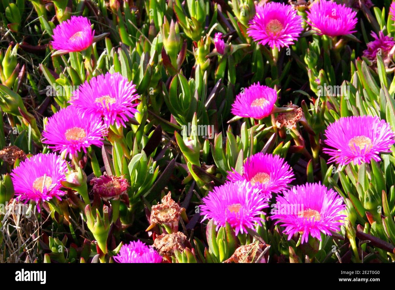Bright pink flowers Sally-my-handsome plant (Carpobrotus acinaciformis) also known as a Hottentot Fig-marigold, Giant Pigface, Sea Fig, or Sour Fig Stock Photo