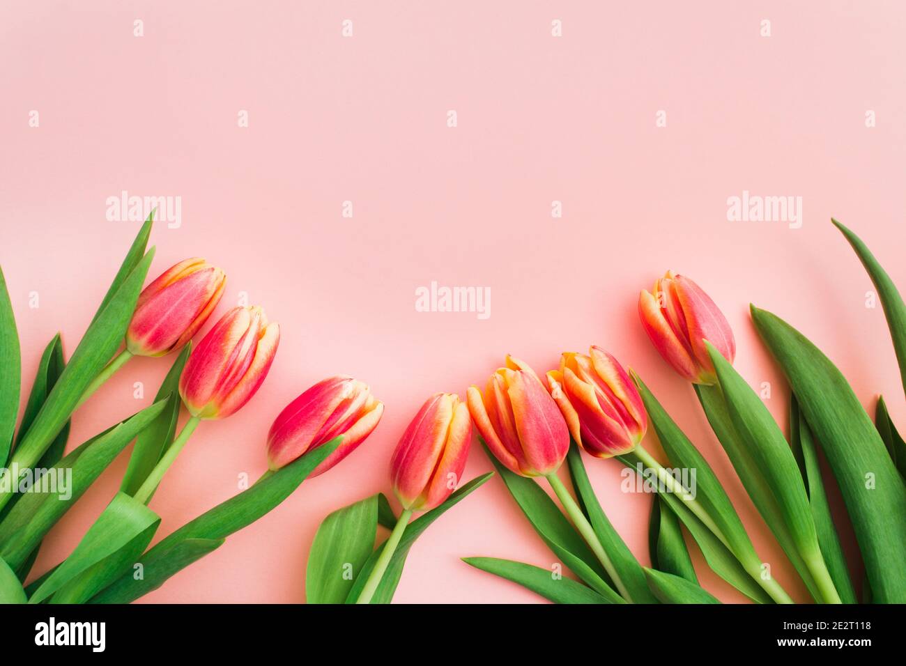Beautiful pink and yellow tulips in bouquet over white background Stock ...
