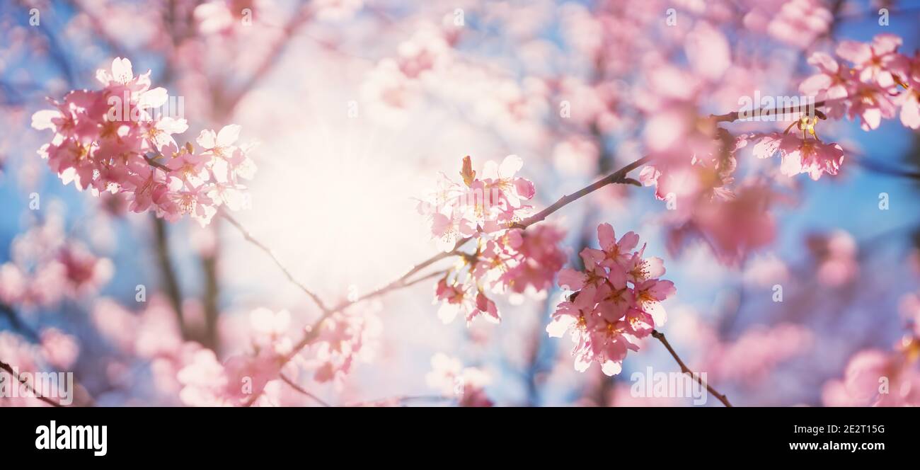 Blurred sakura tree twigs on blue background. Stock Photo