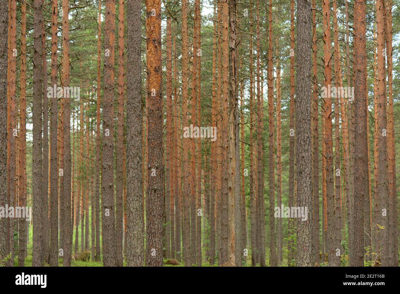 Slender woodland trunks hires stock photography and images Alamy