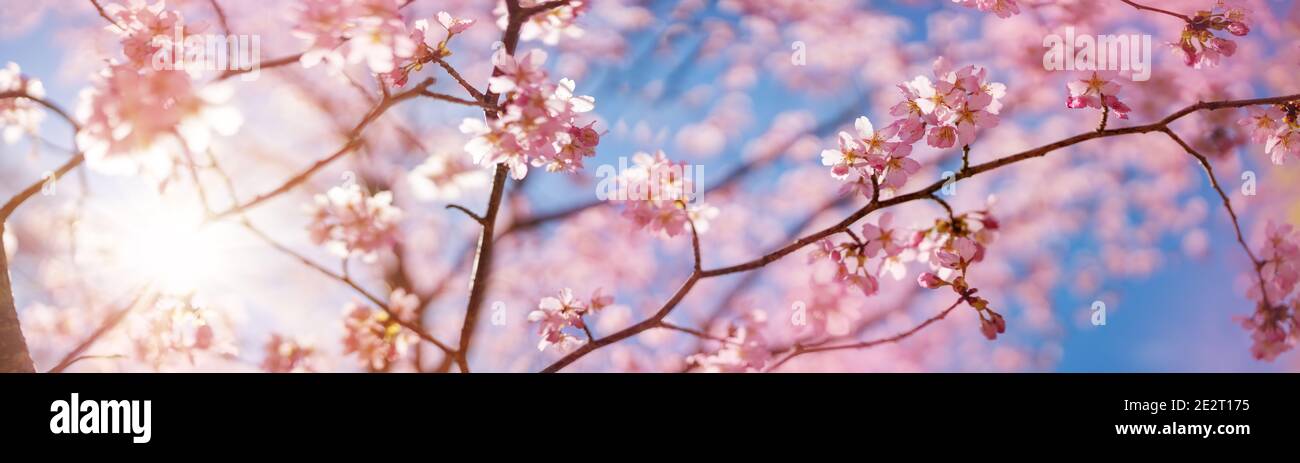 Blurred sakura tree twigs on blue background. Stock Photo