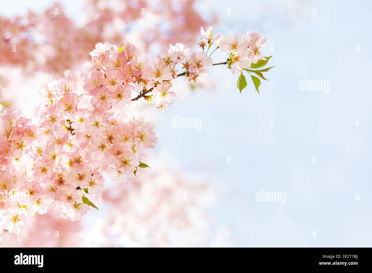 Amazing pink cherry blossoms on the Sakura tree in a blue sky. Place ...