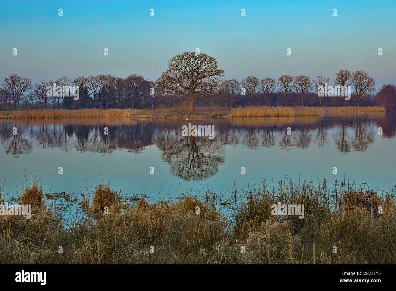 Many trees were reflected in the small lake near Malente (Germany) because there was no wind. Stock Photo