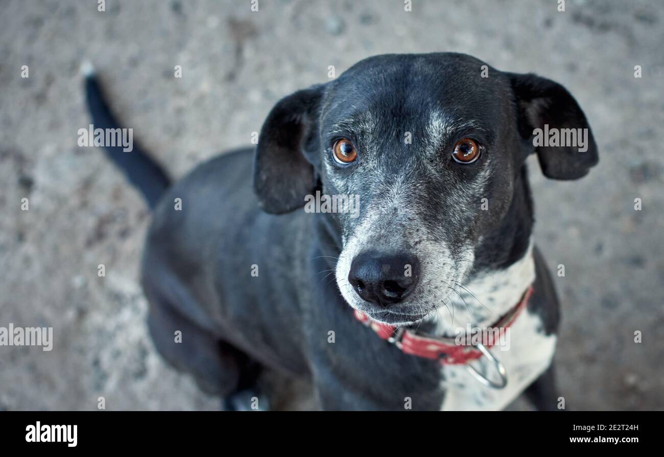 Selective focus shot of a black halfbreed hybrid dog with a red