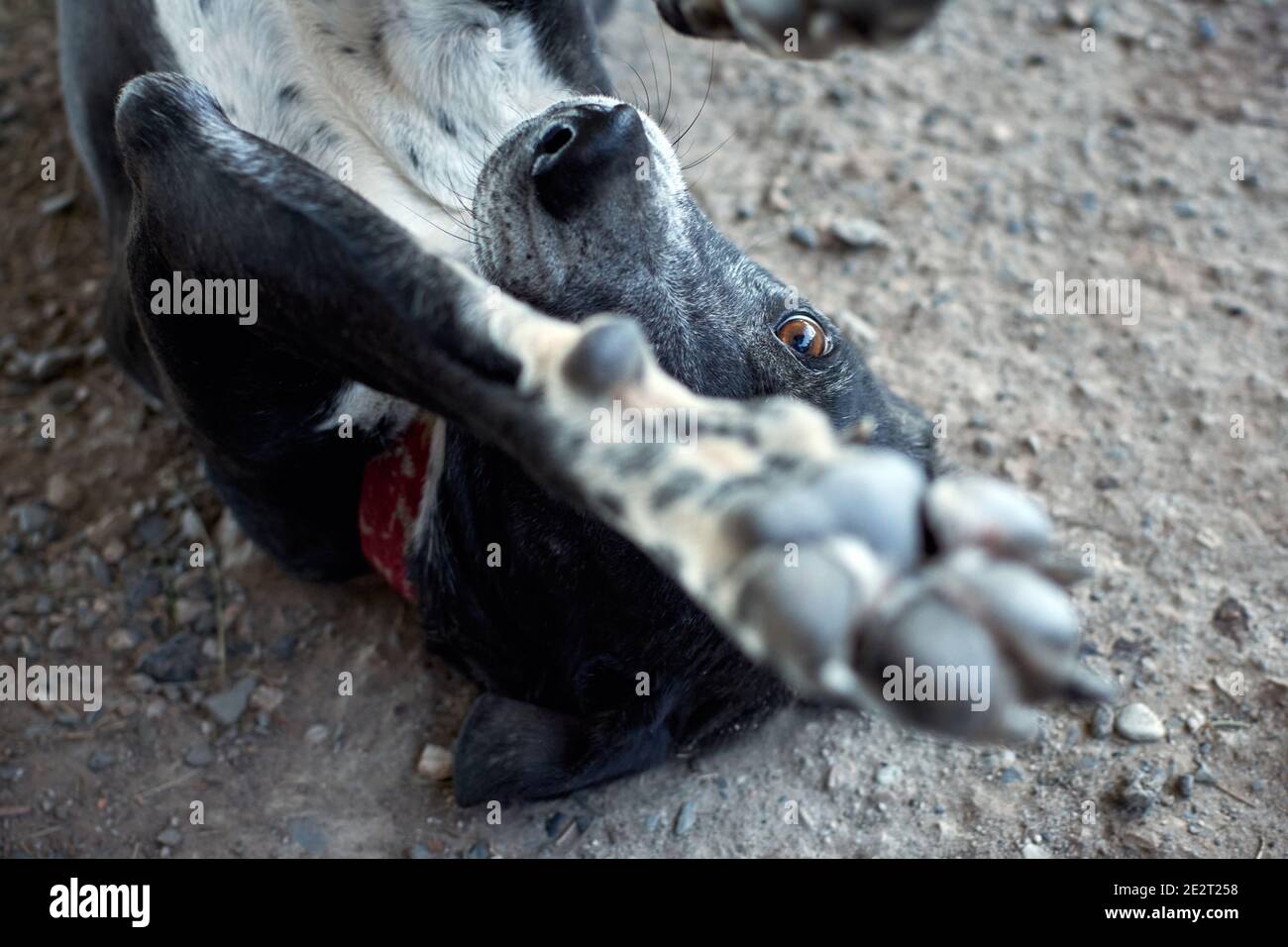 Selective focus shot of a cute black dog lying on the back and playing ...