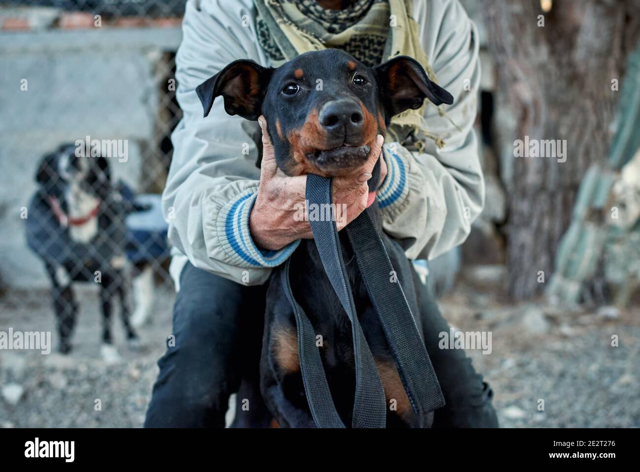 Man holding a head of a German Jagdterrier dog Stock Photo