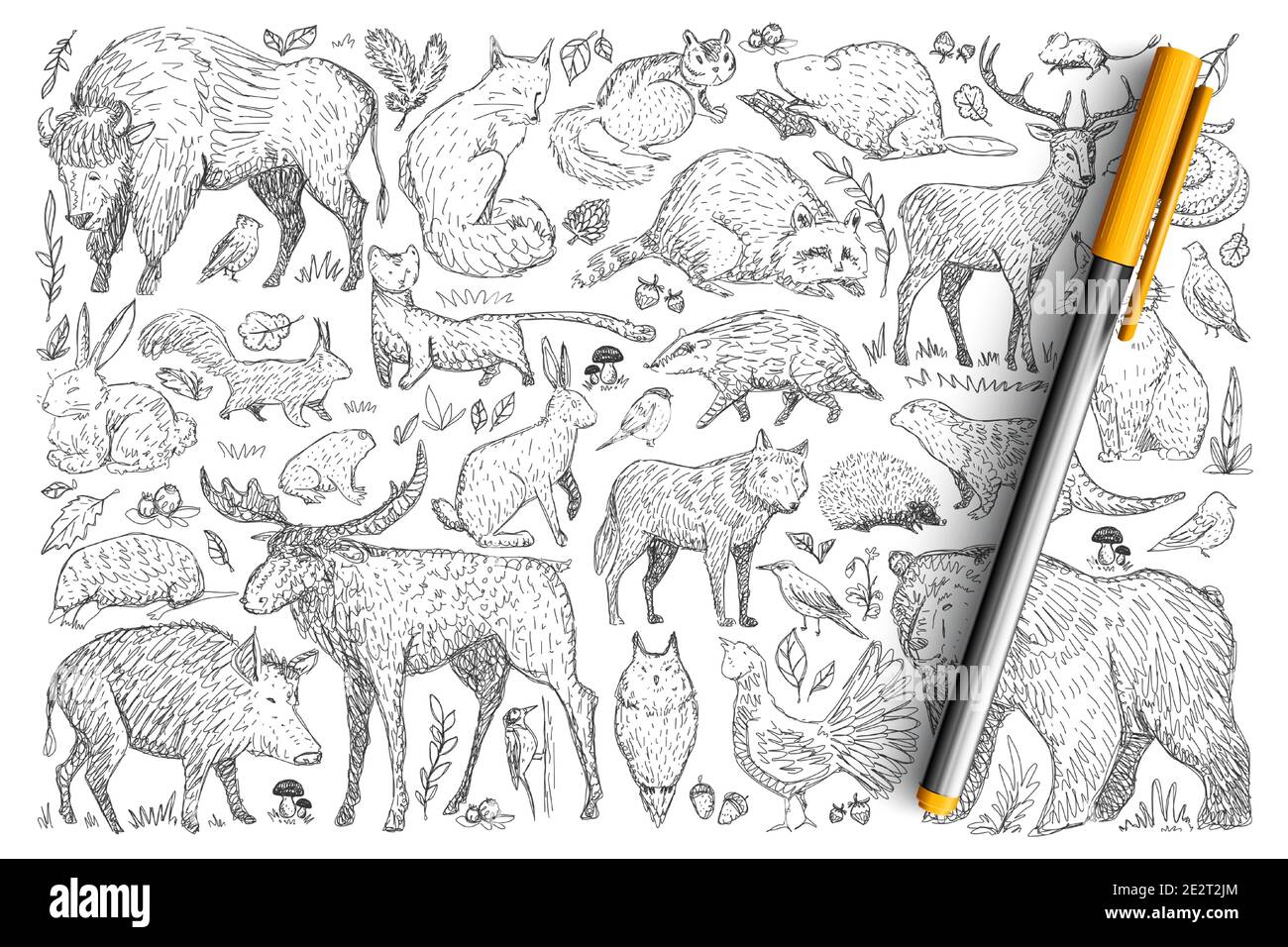 Forest wild animals doodle set. Collection of hand drawn deer fox bear rabbit squirrel raccoon buffalo hedgehog living in wild nature isolated on transparent background. Illustration of animals Stock Vector