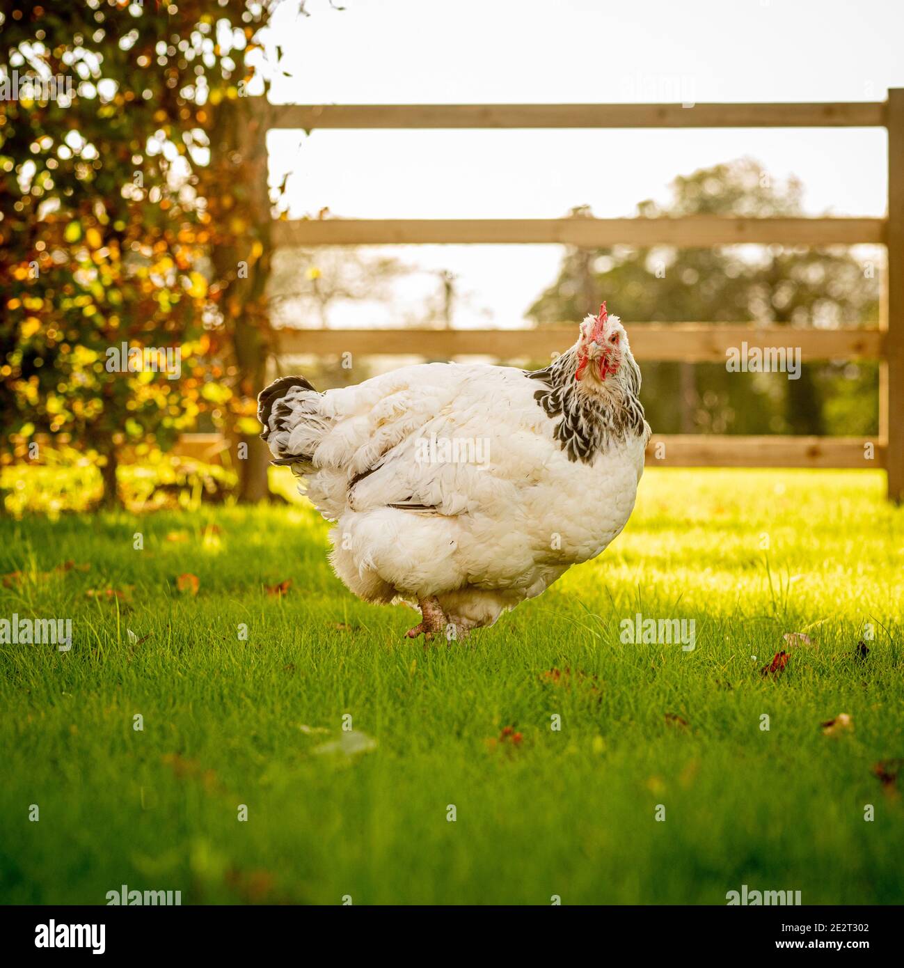 Chicken in field with wooden gate and hedge behind Stock Photo