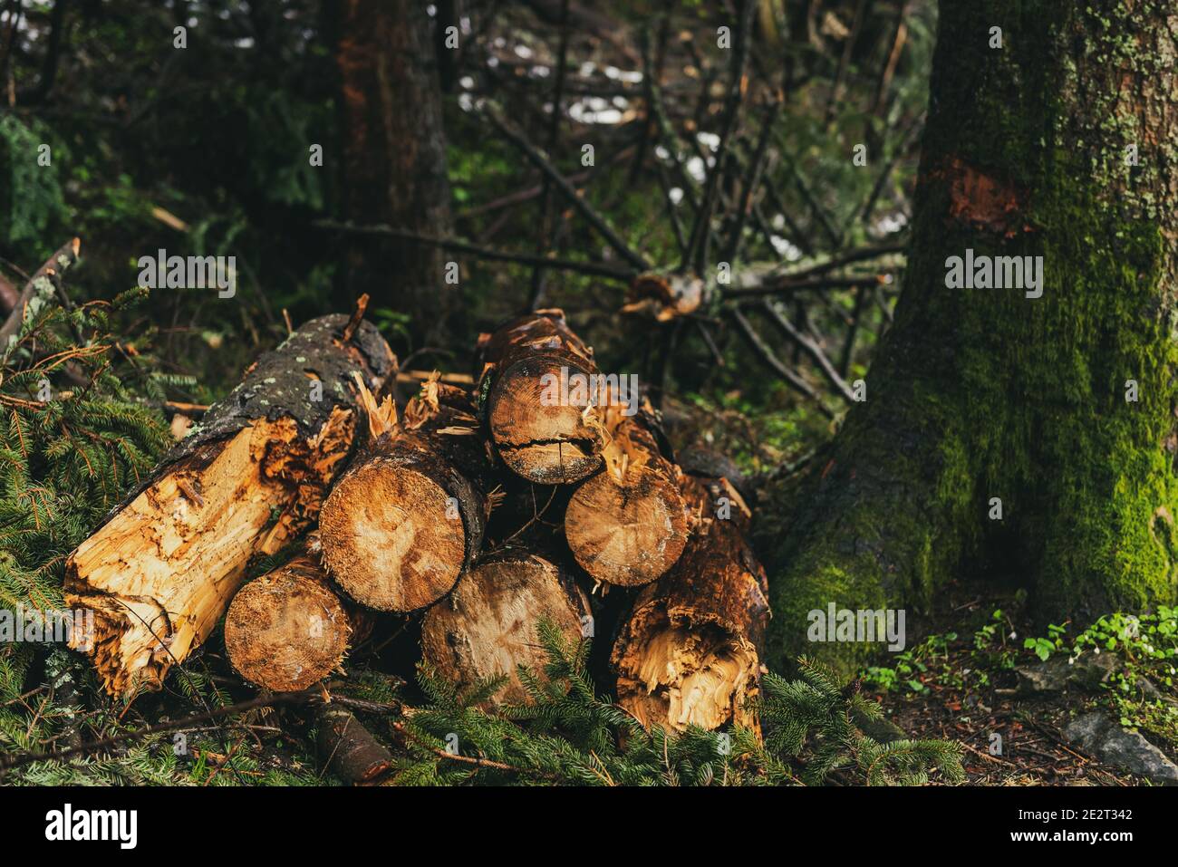 log trunks pile. wood trunks, timber harvesting in forest. wood cutting in forest. Stock Photo
