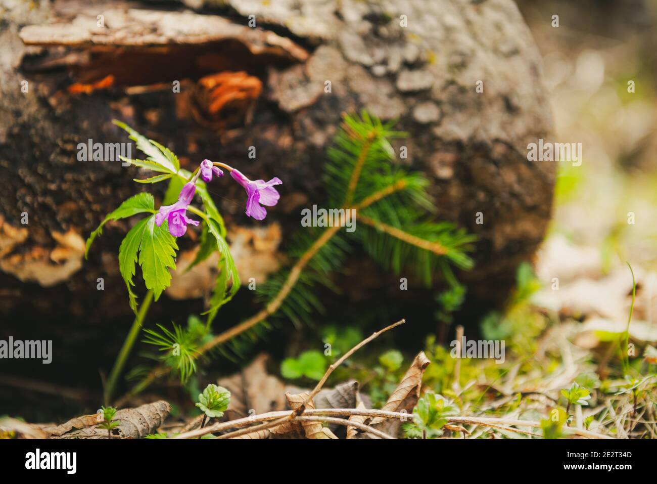 Close up of a cutleaf toothwort (Cardamine pentaphyllos) flower in spring with decaying wood in the background. Stock Photo