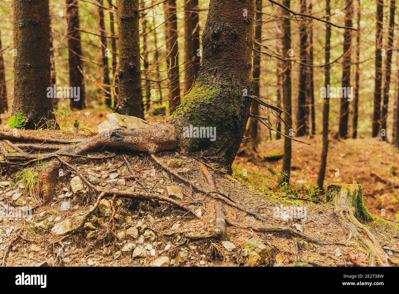 Tree landscape with trunk and roots spreading out on ground and foggy ...